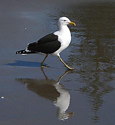 Black Back Seagull