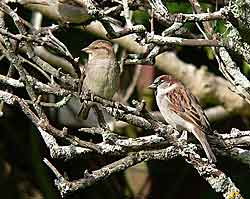 Male,Female,Sparrow