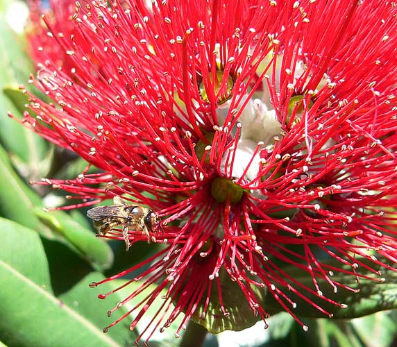 new-zealand-native-bees