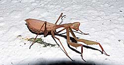 Melanistic Mantis