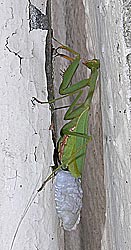 Praying Mantis, Miomantis caffra laying ootheca