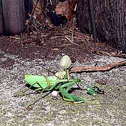 Praying mantis canibalism.