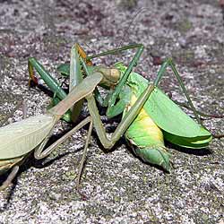 Praying mantis canibalism.