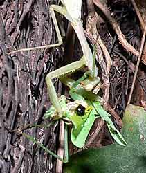 Praying Mantis, Miomantis caffra cannibalising a dead mantid body. 