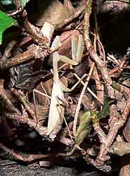 Praying Mantis, Miomantis caffra colour variations.