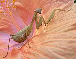Praying Mantis, Miomantis caffra colour variations.