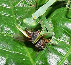 Praying Mantis, Miomantis caffra Eating a Blowfly.