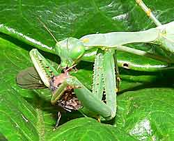 Praying Mantis, Miomantis caffra Eating a Blowfly.