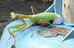 Praying Mantis, Miomantis caffra laying ootheca