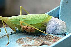 mantis praying caffra