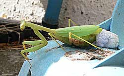 praying caffra mantis tit le