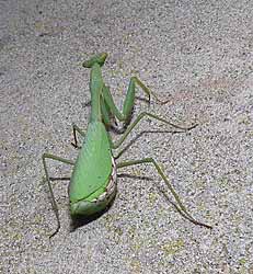 Praying Mantis, Miomantis caffra.