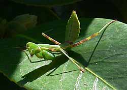 Praying Mantis, Miomantis caffra