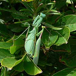 Praying Mantis, Miomantis caffra.