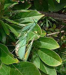 Praying Mantis, Miomantis caffra.