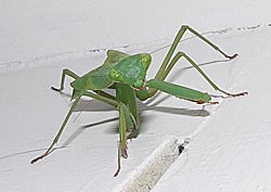 Praying Mantis, Miomantis caffra.