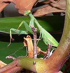 Praying Mantis, Miomantis caffra.