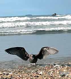 Karoro, the black-backed gull. Larus dominicanus.