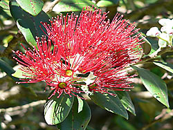 Pohutukawa 4