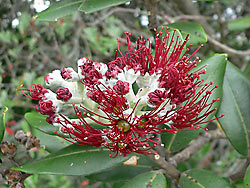 Pohutukawa 5